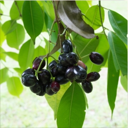 Syzygium%20cumini